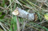 Phalera bucephala