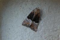 Mesoligia furuncula