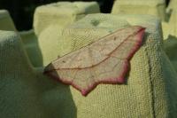 Timandra comae