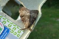 Lymantria dispar