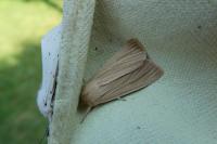 Mythimna pallens