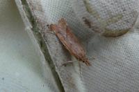 Synaphe punctalis