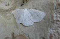 Cabera exanthemata