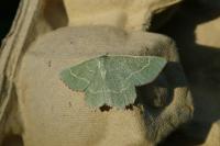 Thalera fimbrialis