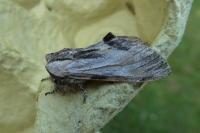 Harpyia milhauseri