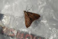 Endotricha flammealis