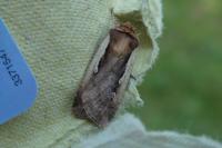 Ochropleura plecta