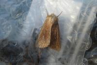Mythimna albipuncta