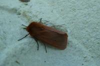 Phragmatobia fuliginosa