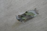 Diachrysia chrysitis