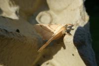 Ennomos erosaria