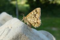 Chiasmia clathrata