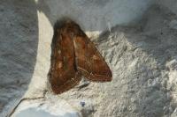 Lacanobia oleracea