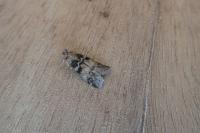 Euzophera pinguis
