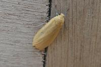 Wittia sororcula