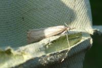 Chrysoteuchia culmella