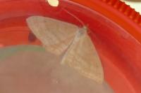 Idaea ochrata