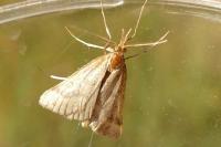 Synaphe punctalis