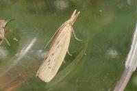 Ematheudes punctella