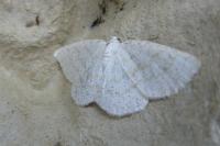 Cabera exanthemata
