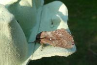 Dendrolimus pini