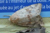 Cosmia trapezina
