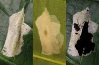 Phyllonorycter geniculella