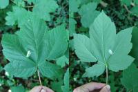 Phyllonorycter geniculella