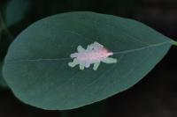 Parectopa robiniella