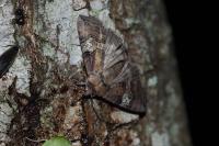 Tethea ocularis