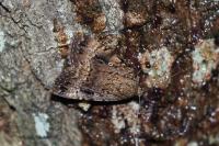Amphipyra pyramidea
