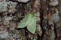 Pseudoips prasinanus