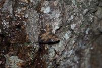 Mesapamea secalella/secalis