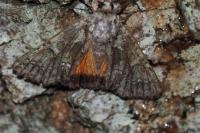 Polyphaenis sericata