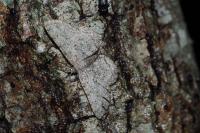 Hypomecis punctinalis