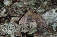 Endotricha flammealis