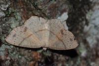 Cyclophora punctaria