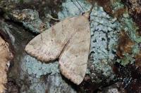 Cosmia trapezina