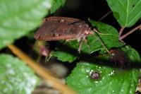 Noctua pronuba