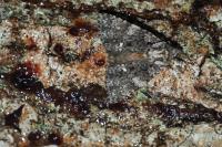 Acronicta rumicis