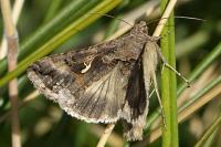 Autographa gamma