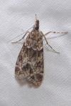 Eudonia mercurella