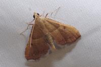 Endotricha flammealis