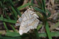 Macaria alternata