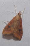 Udea ferrugalis