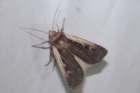 Ochropleura plecta