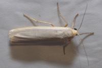 Eilema caniola