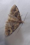 Alucita hexadactyla