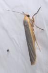 Manulea complana