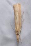 Agriphila straminella